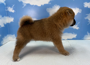子犬358-4