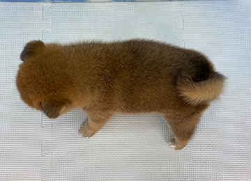 子犬358-4
