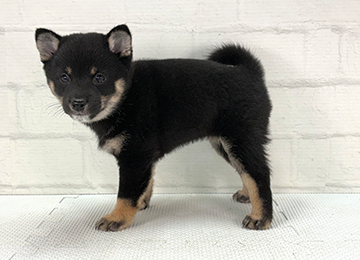 子犬359-2