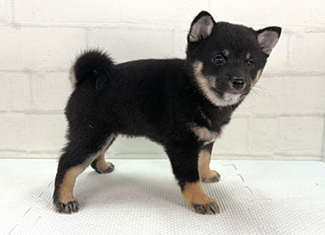 子犬359-3