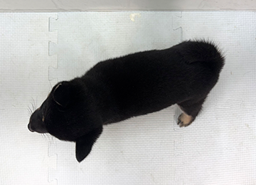 子犬359-4