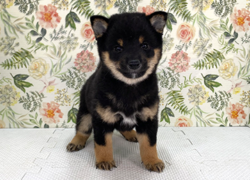 子犬360-1