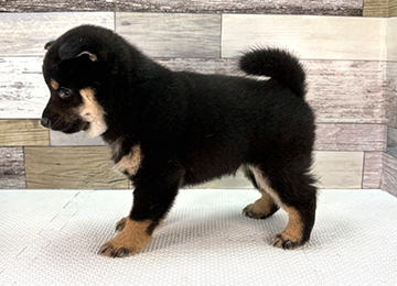 子犬360-2
