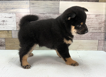 子犬360-3