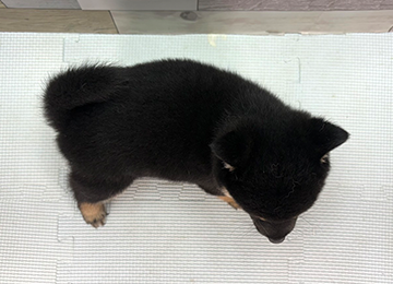 子犬360-4