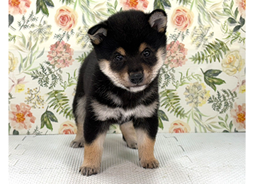 子犬361-1