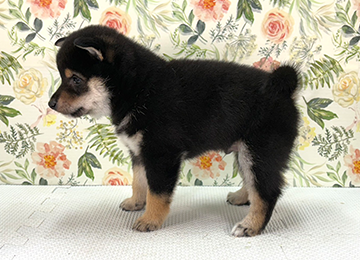 子犬361-2