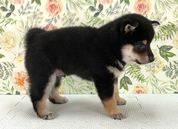 子犬361-3
