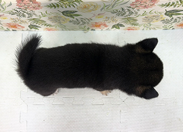 子犬361-4