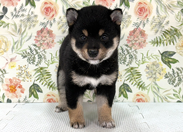 子犬362-1