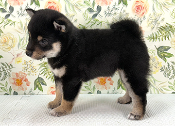 子犬362-2