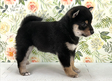 子犬362-3