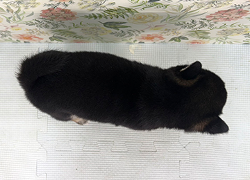 子犬362-4