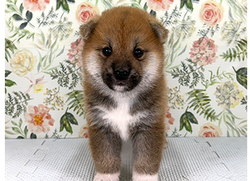 子犬363-1