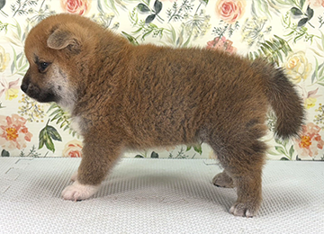 子犬363-2