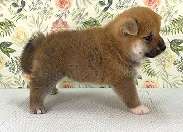 子犬363-3