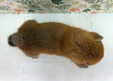 子犬363-4