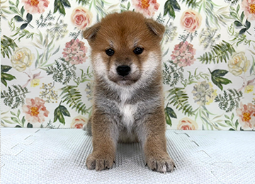 子犬364-1