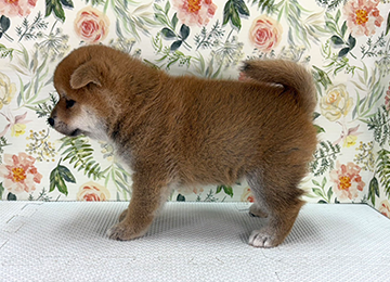 子犬364-2