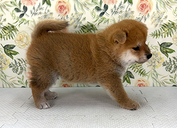 子犬364-3