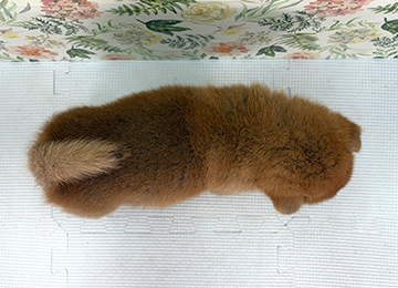子犬364-4