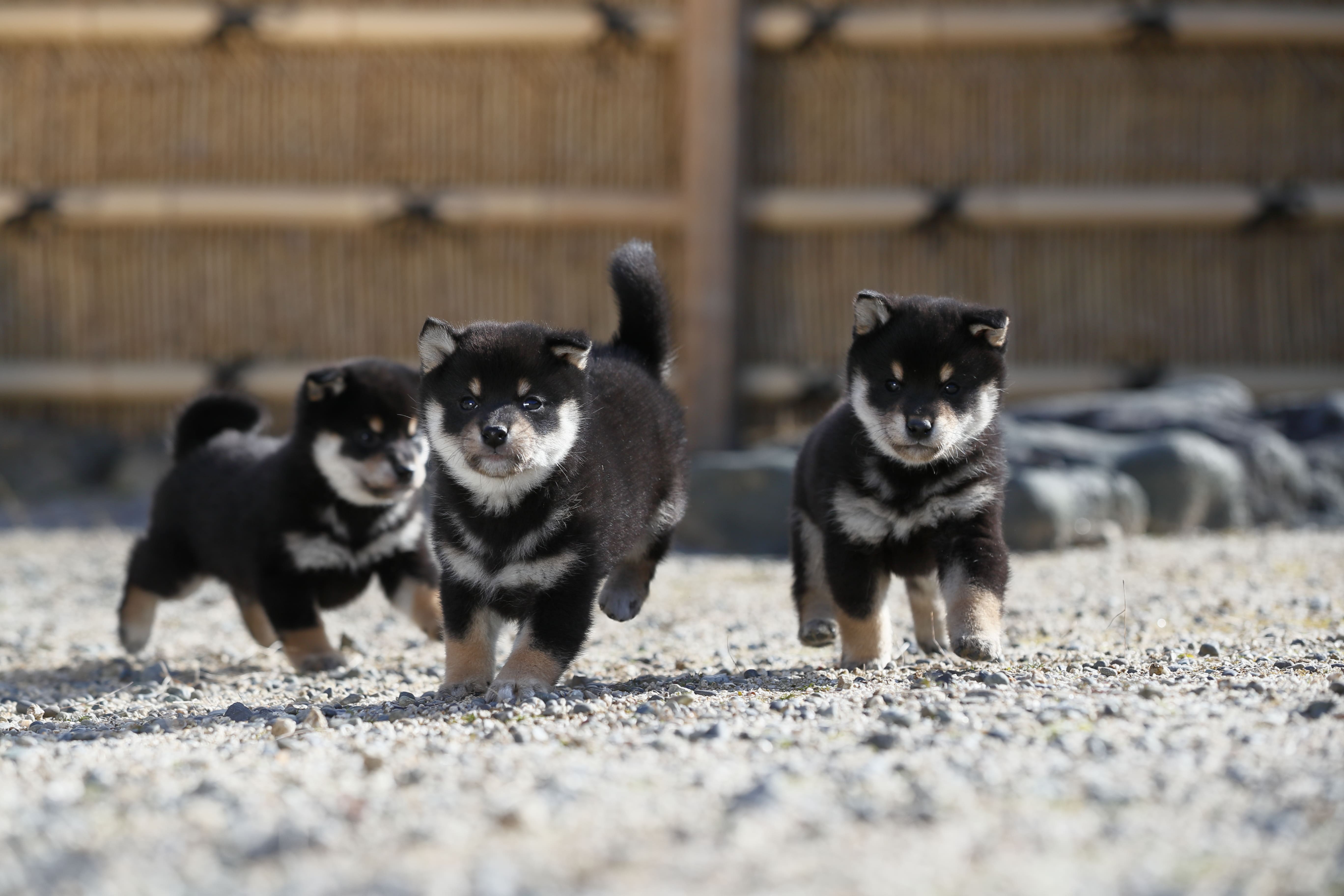中日神屋荘｜犬舎の柴犬・豆柴・子犬を直販｜愛知県で50年以上