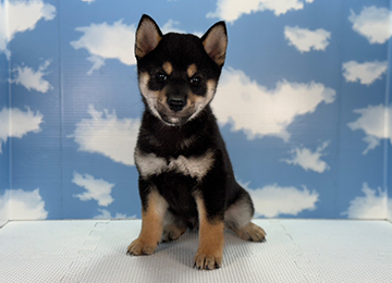 子犬251-1