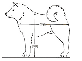 豆柴犬種