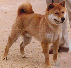 豆柴犬種1