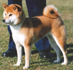 豆柴犬種2