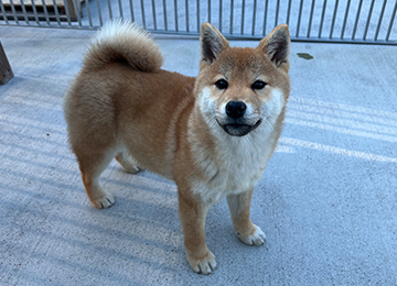 里親犬21-1