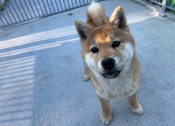 里親犬21-2