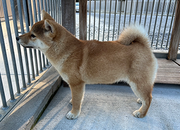 里親犬21-3