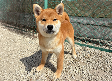 里親犬35-1