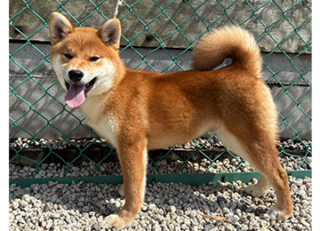 里親犬35-2