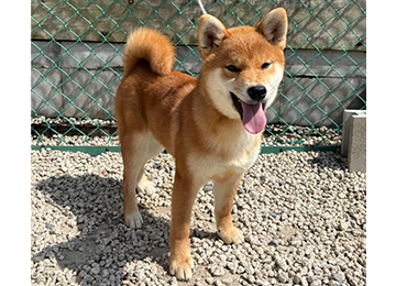 里親犬35-3