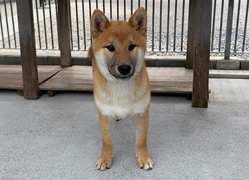 里親犬36-1