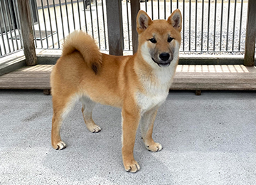 里親犬36-2