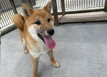 里親犬36-3