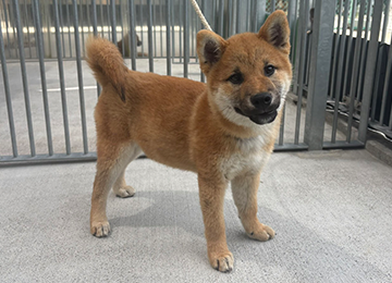 里親犬38-1