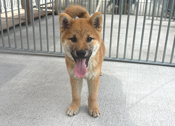 里親犬38-2