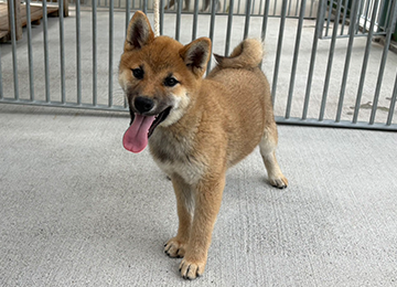 里親犬39-1