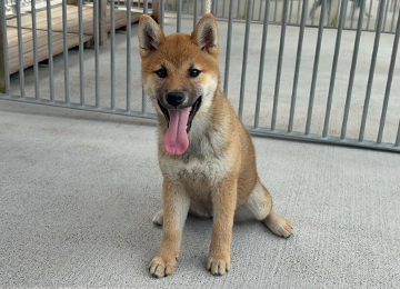 里親犬39-2