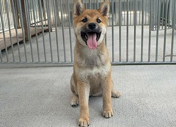 里親犬39-3