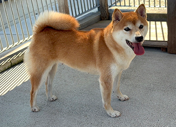 里親犬44-1