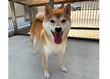 里親犬44-2
