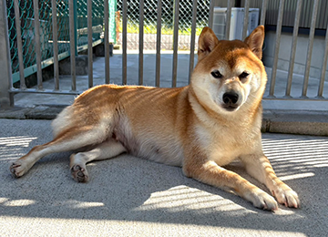 里親犬4-3