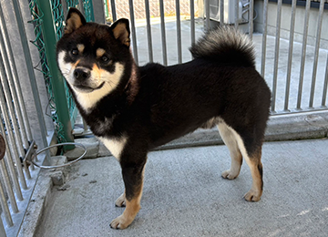 里親犬45-1
