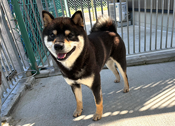 里親犬45-2