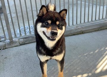 里親犬45-3